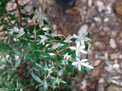 Agathosma crenulata