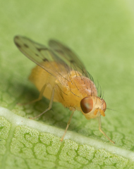 Homoneura occidentalis