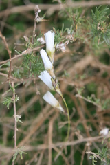 Ixia capillaris