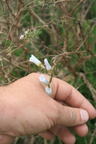 Image of Ixia capillaris by (c) Jacques van der Merwe, some rights reserved (CC BY-SA)