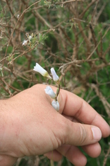 Ixia capillaris