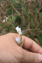 Ixia capillaris
