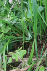 Ixia capillaris
