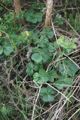 Oxalis strigosa