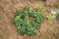 Oxalis strigosa