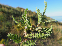 Astragalus sesameus