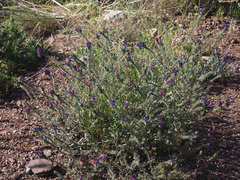 Echium sabulicola decipiens