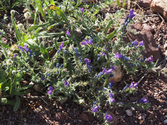 Echium sabulicola decipiens