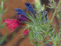 Echium sabulicola decipiens