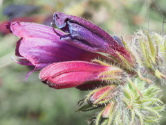 Echium sabulicola decipiens
