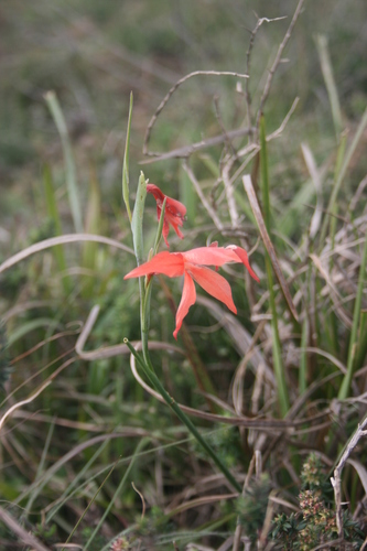 Image of Gladiolus watsonius by (c) Jacques van der Merwe, some rights reserved (CC BY-SA)