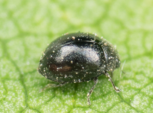 Western Velvethead Lady Beetle (Zilus aterrimus) · iNaturalist