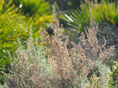 Artemisia barrelieri