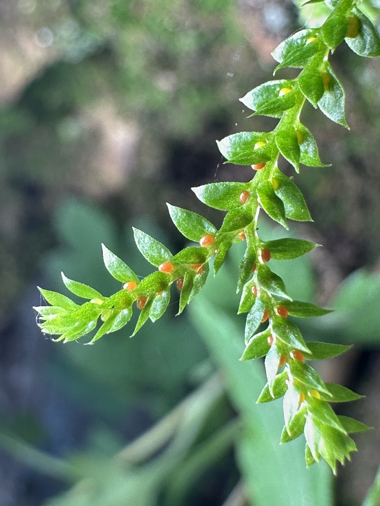 Selaginella nipponica