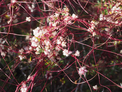Cuscuta epithymum