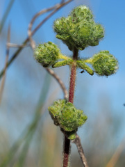 Teucrium eriocephalum
