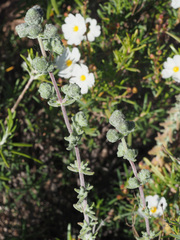 Teucrium eriocephalum