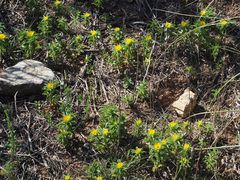 Asteriscus aquaticus