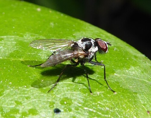 Anthomyia procellaris, De Veranda, Rotterdam, Netherlands, photo 6 of 10