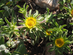 Asteriscus aquaticus