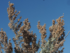 Artemisia barrelieri