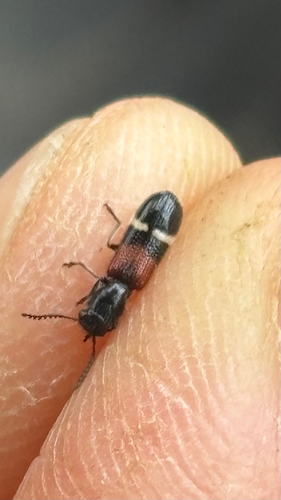 Tilloidea unifasciata