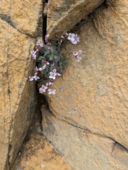 Arabis purpurea, photograph Marios Thoma, CC BY, iNaturalist via GBIF