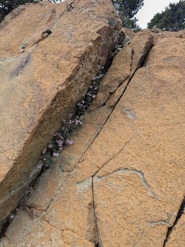 Arabis purpurea, photograph 1