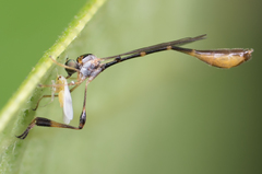 Leptopteromyia americana