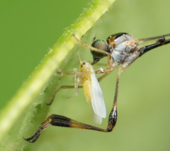 Leptopteromyia americana