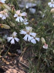 Silene bernardina