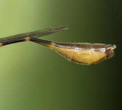 Leptopteromyia americana