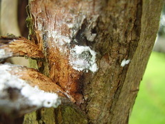 Phellopsylla formicosa