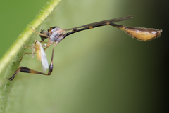 Leptopteromyia americana