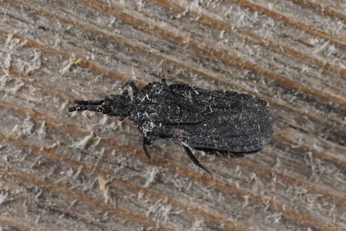 Aradus erosus