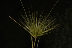 Spinifex longifolius