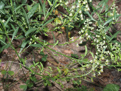 Reseda lanceolata