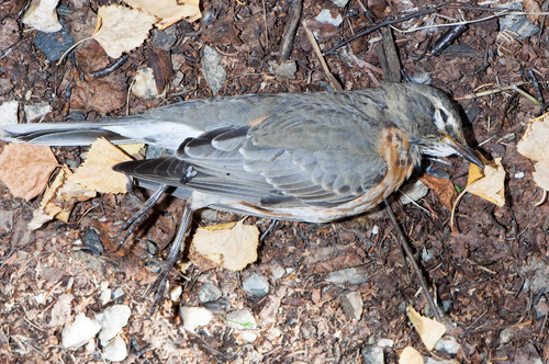 American Robin photographed in Alaska