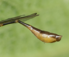 Leptopteromyia americana