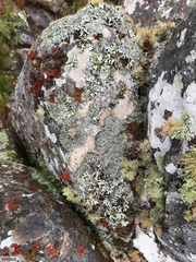 Xanthoparmelia frondosa