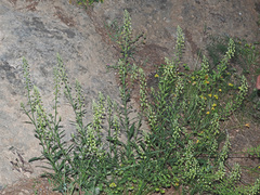 Reseda lanceolata