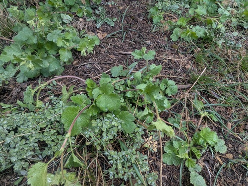 Geum heterocarpum, photograph 5