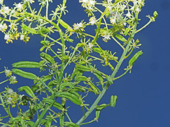 Reseda lanceolata