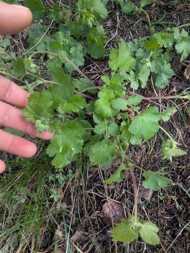 Geum heterocarpum, photograph 4