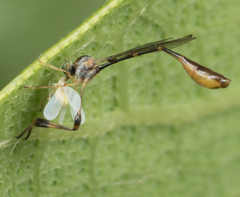 Leptopteromyia americana