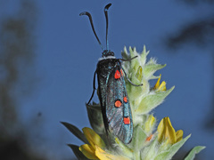 Zygaena lavandulae