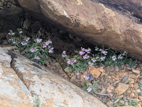 Arabis purpurea, photograph 4