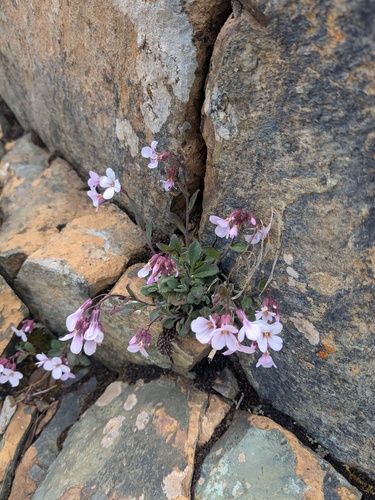 Arabis purpurea, photograph 5