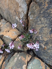 Arabis purpurea, photograph Marios Thoma, CC BY, iNaturalist via GBIF