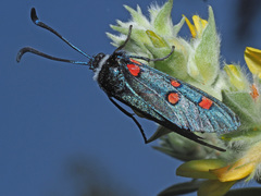 Zygaena lavandulae
